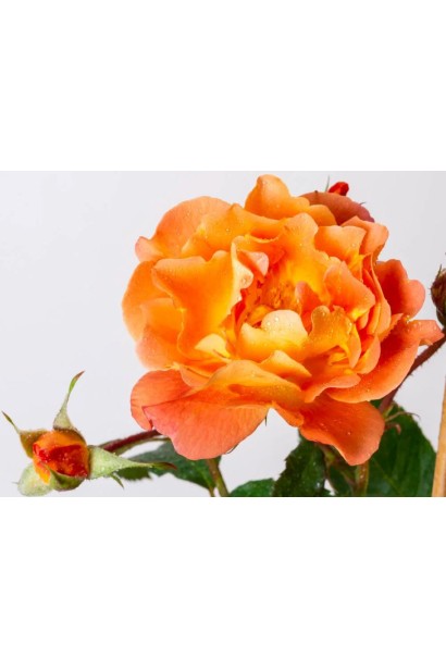 Цветение роз Голден Гейт